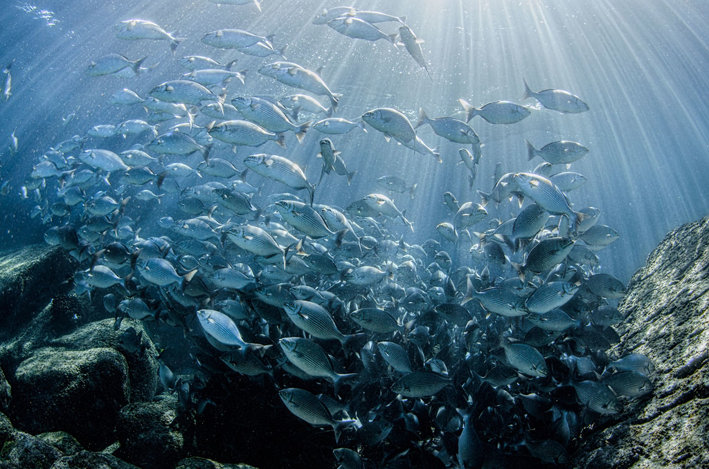A school of fish swims close to Los Islotes Island in La Paz, Mexico.