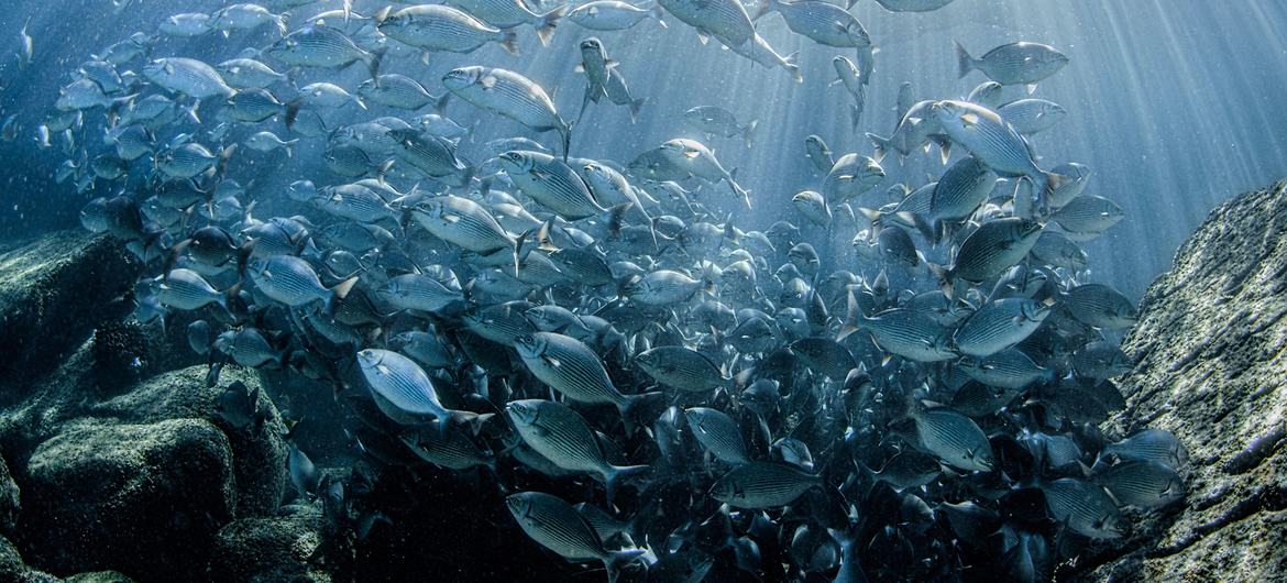 Um cardume de peixes nada perto da Ilha Los Islotes, em La Paz, no México Um cardume de peixes nada perto da Ilha Los Islotes, em La Paz, no México