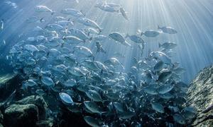 A school of fish swims close to Los Islotes Island in La Paz, Mexico.