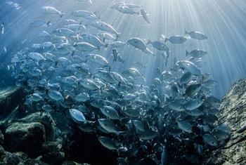 Un banco de peces cerca de Los Islotes en La Paz, México.