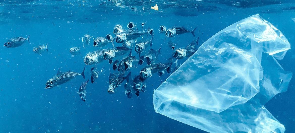 Um saco de plástico flutua perto de um cardume de peixes perto de Bali, na Indonésia Um saco de plástico flutua perto de um cardume de peixes perto de Bali, na Indonésia