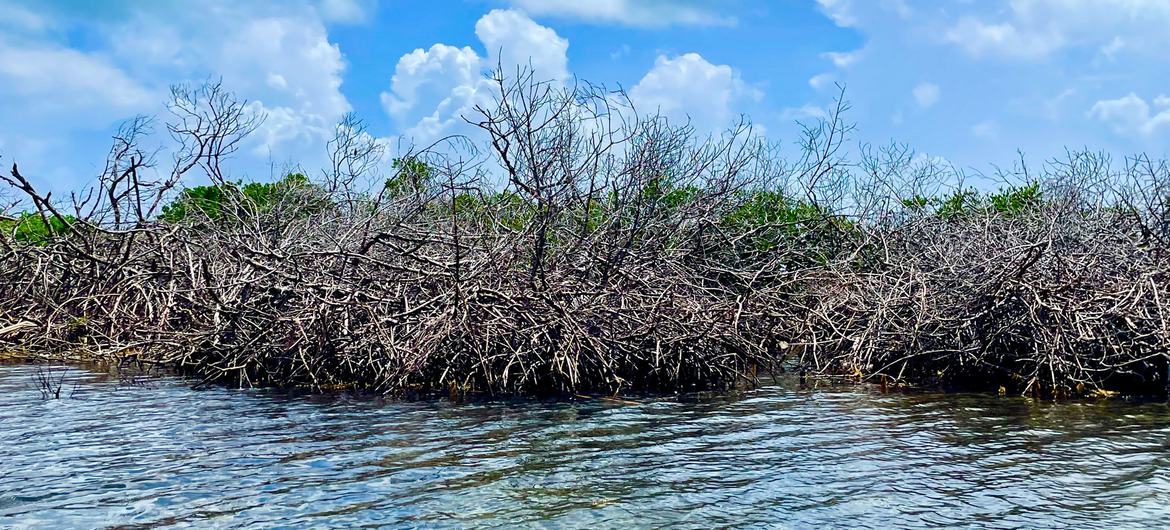 Dead mangrove at the shores of Santa Catalina Island.
