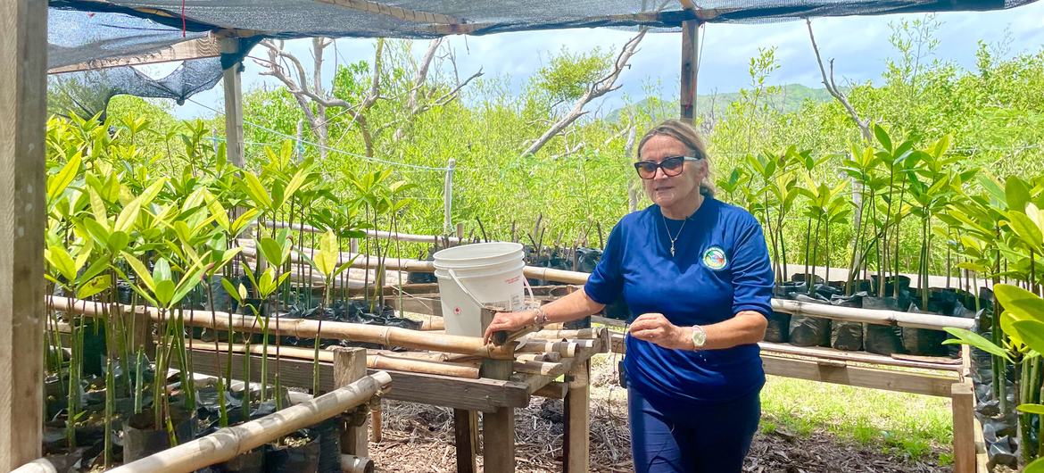 Marcela Cano at the mangrove nursery of McBean Lagoon National Natural Park.