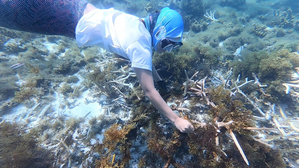 La bióloga marina Violeta Posada limpia una colonia de corales que está siendo recuperada.