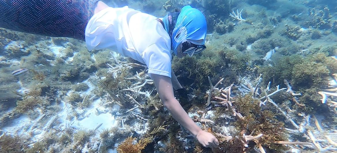 海洋生物学家维奥莱塔·波萨达在清理一个移植的珊瑚群落。