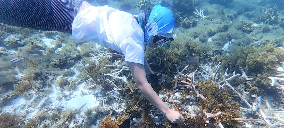 Tratado  deve garantir a conservação e o uso sustentável da diversidade biológica marinha no alto mar