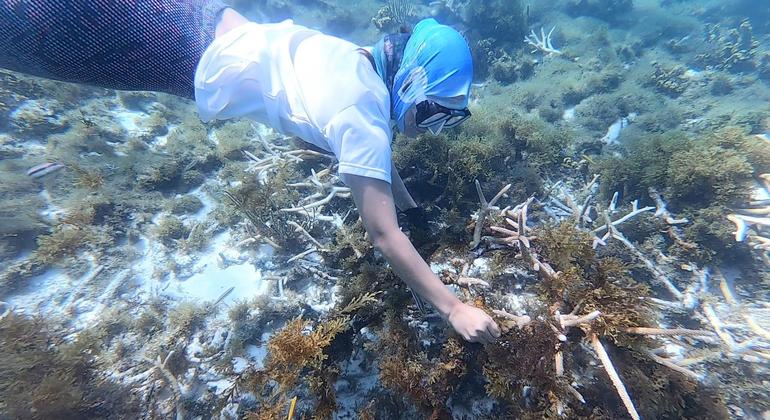 Tratado  deve garantir a conservação e o uso sustentável da diversidade biológica marinha no alto mar