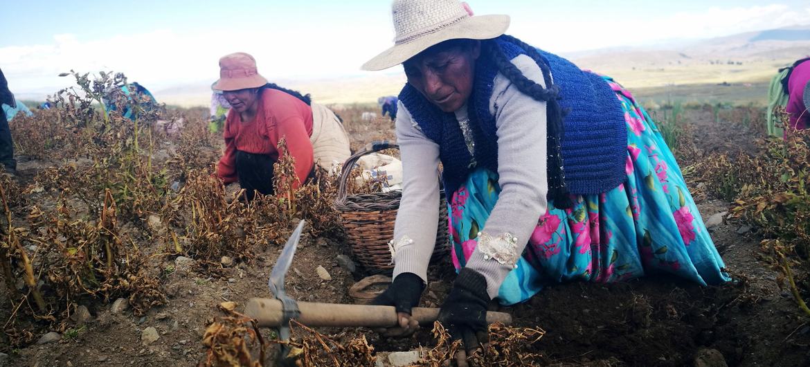 Productores de patatas en Santiago de Huata, La Paz, Bolivia.