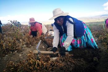 Potato growers in Santiago de Huata, La Paz, Bolivia...