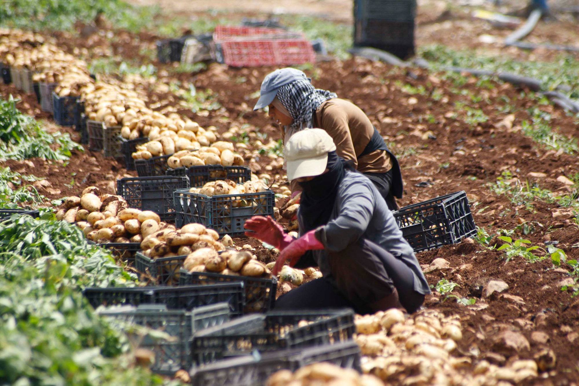 Com aumento de guerras, sistemas alimentares estão sob ataque