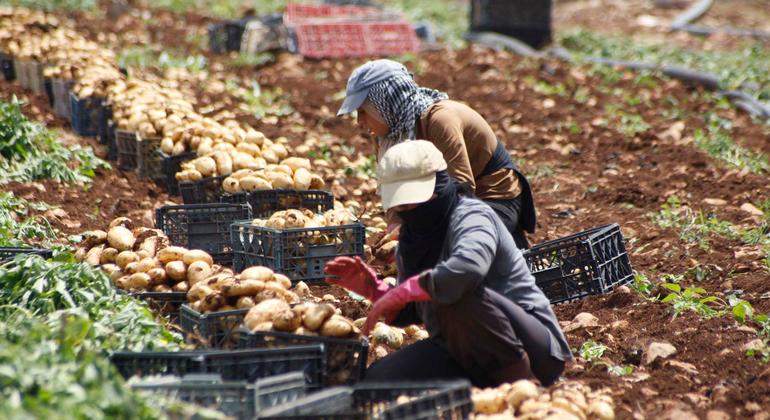 un.org - Fabrice Robinet - As wars spread, the global food system unravels