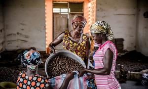  The production of shea nuts and butter are among the most accessible income-generating activities for rural women in Northern Ghana.