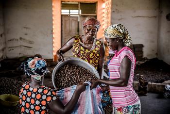 उत्तरी घाना में ग्रामीण महिलाओं के लिये शीया फल और मक्खन का उत्पादन, सबसे सुलभ आय-सृजन गतिविधियों में से एक है.
