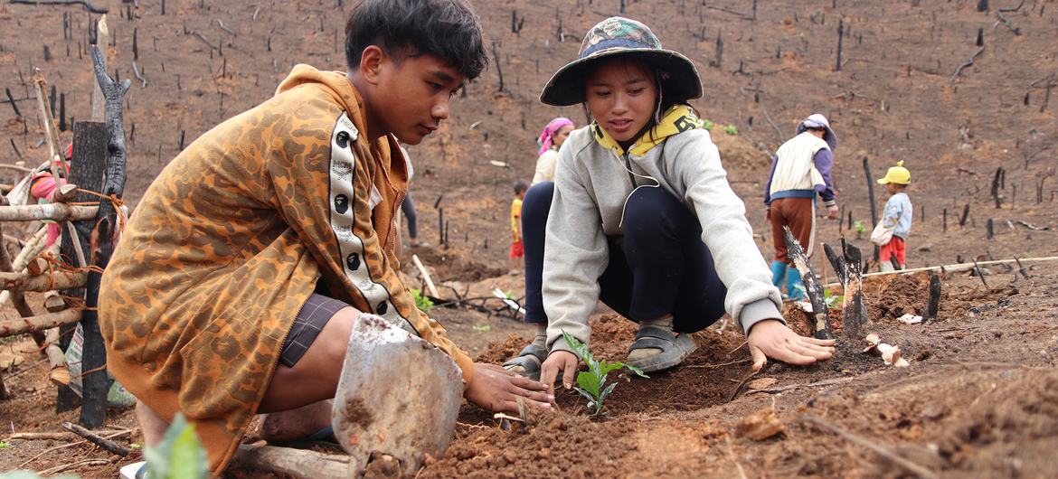 Coffee cultivation can support the reforestation process.