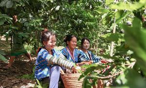 Coffee farmers pick beans in Laos.