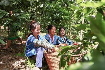 Coffee farmers pick beans in Laos.