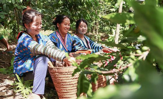 Farmers cultivate an opium-free future for Lao PDR