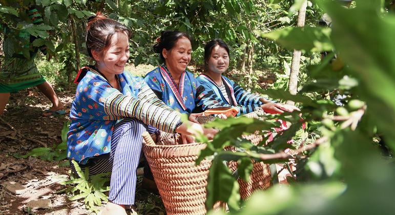 Farmers cultivate an opium-free future for Lao PDR