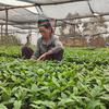  Uma agricultora examina mudas de café em um viveiro