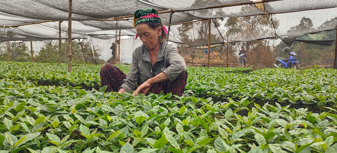 A farmer checks coffee plants in a nursery.