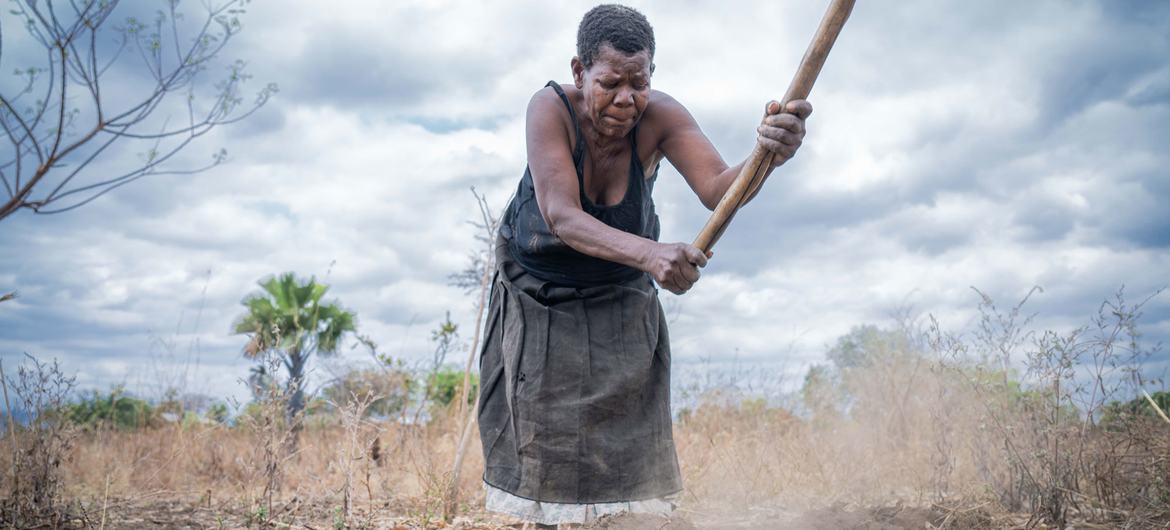 Des agriculteurs comme ici au Malawi ont été formés à cultiver dans le contexte du changement climatique.