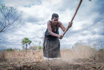Des agriculteurs comme ici au Malawi ont été formés à cultiver dans le contexte du changement climatique.