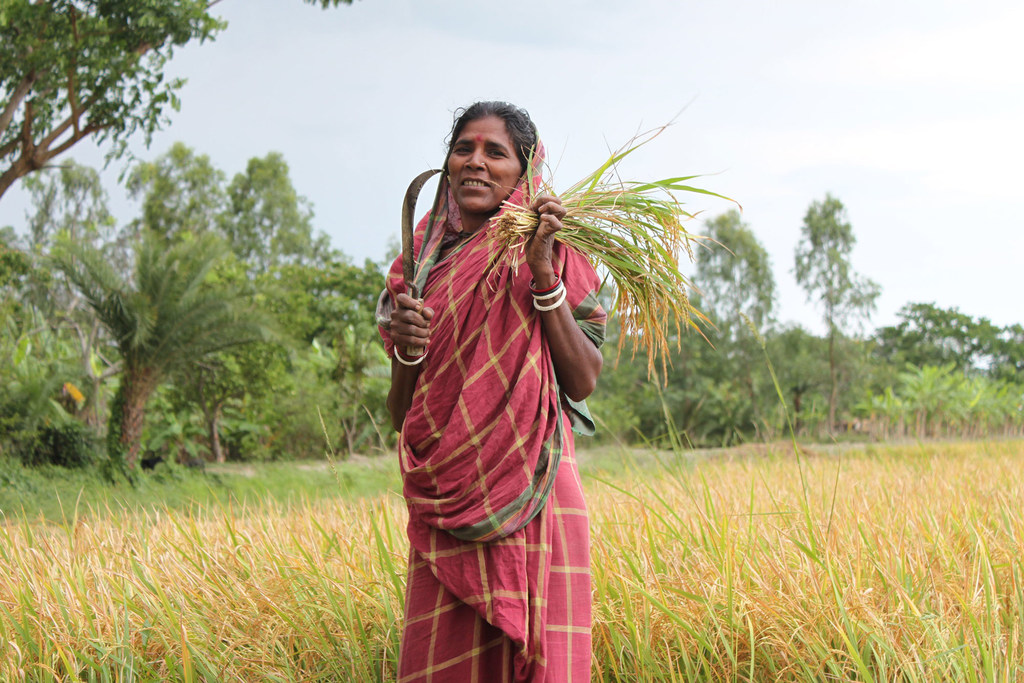 Une femme procède à une récolte au Bengale occidental, en Inde.