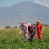 Women farmers work in a field in Bishkek, Kyrgyzstan.