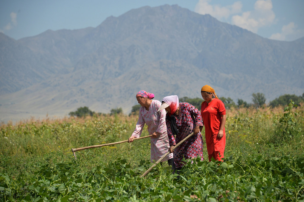 Des agricultrices travaillent dans un champ à Bichkek, au Kirghizistan.