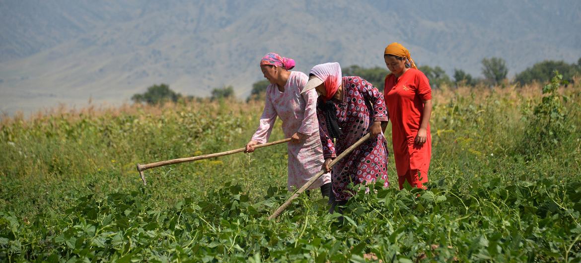 Women farmers work in a field in Bishkek, Kyrgyzstan.