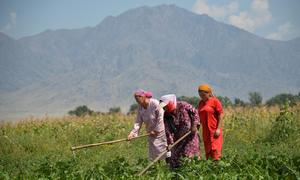 Women farmers work in a field in Bishkek, Kyrgyzstan.