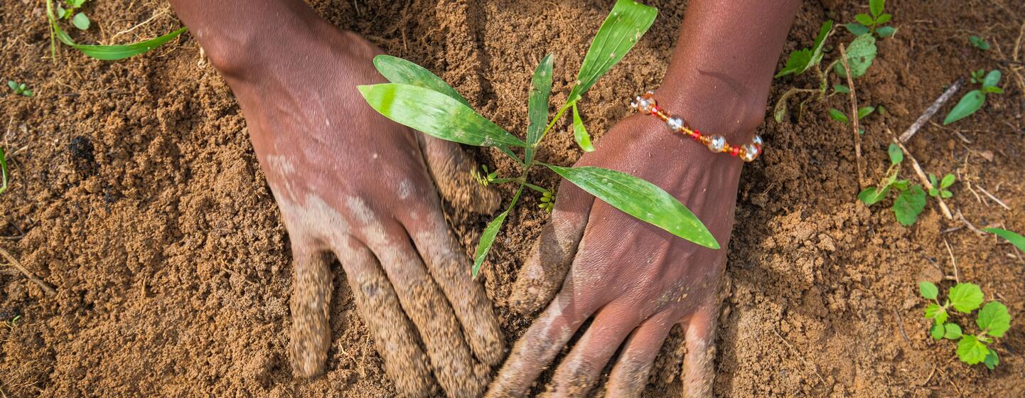 Primer plano de las manos de una persona plantando una plántula verde en tierra marrón.