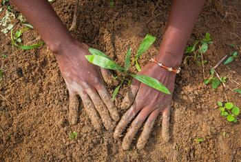 Close-up of a person's hands planting a green seedling into brown soil.
