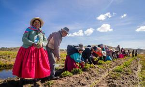 Los habitantes de Thunco cosechan sus productos.