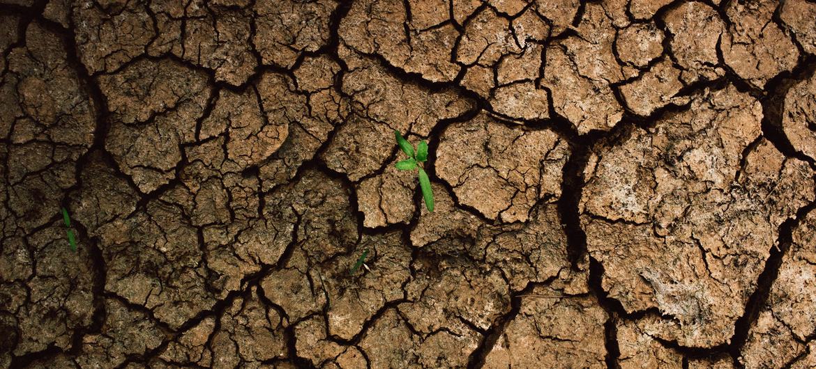 Las fluctuaciones extremas en las precipitaciones como consecuencia de la crisis climática han afectado significativamente a la agricultura y a los medios de vida de las comunidades del sureste de Perú.
