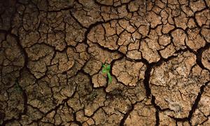 Las fluctuaciones extremas en las precipitaciones como consecuencia de la crisis climática han afectado significativamente a la agricultura y a los medios de vida de las comunidades del sureste de Perú.