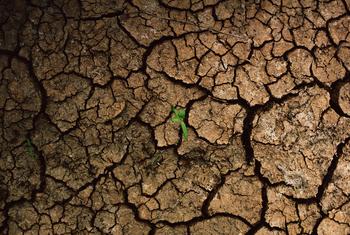 Las fluctuaciones extremas en las precipitaciones como consecuencia de la crisis climática han afectado significativamente a la agricultura y a los medios de vida de las comunidades del sureste de Perú.