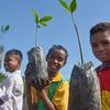 孩子们帮助修复东帝汶受损的红树林。