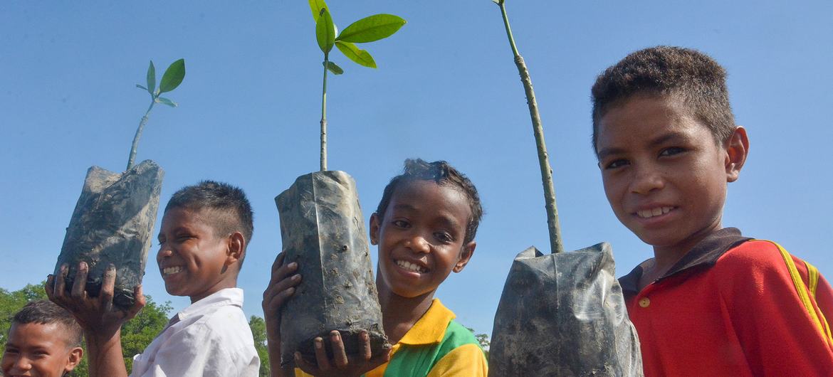 孩子们帮助修复东帝汶受损的红树林。