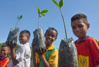 Unos niños ayudan a restaurar manglares dañados en Timor Oriental.