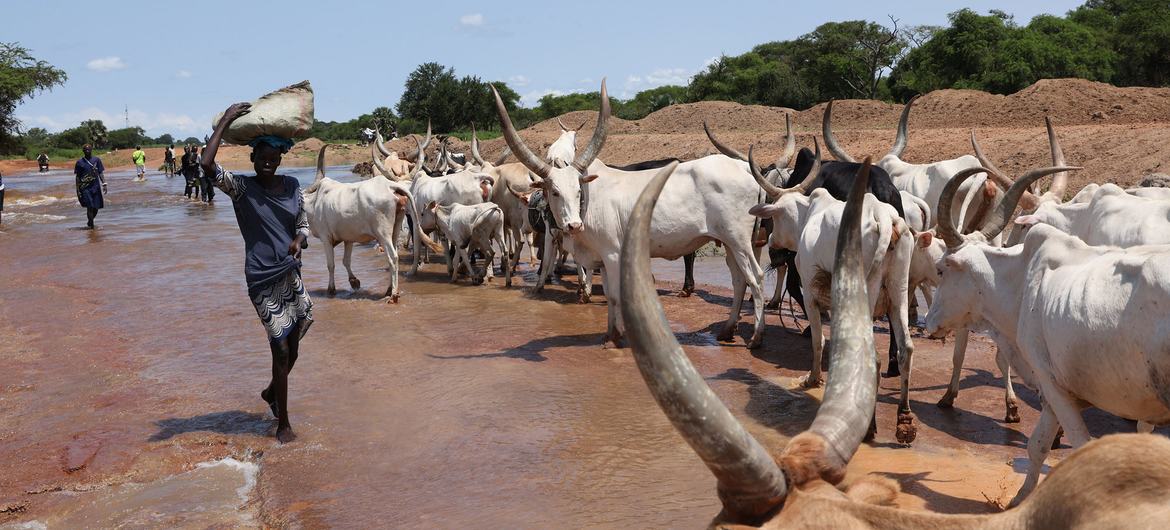 Vacas conducidas por una carretera inundada en Sudán del Sur.