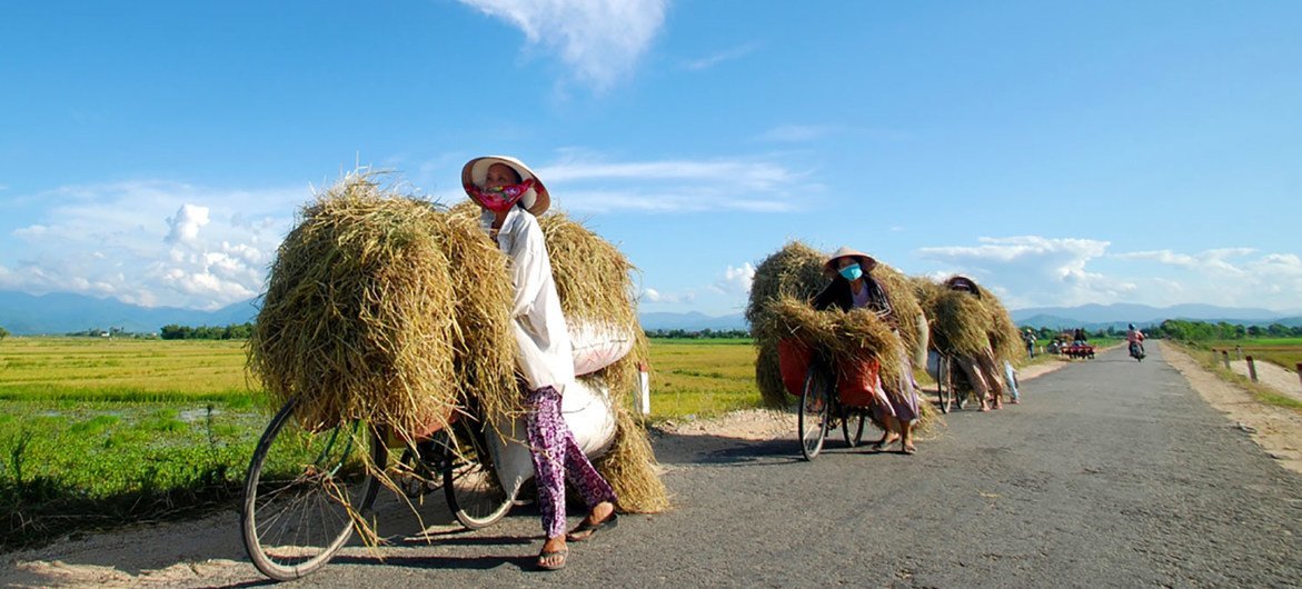 Women farmers transportation  their latest atom   harvest  connected  bikes successful  Huế, Vietnam.