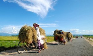 越南的女农民用自行车运送新收割的水稻。
