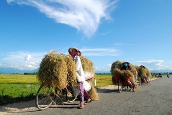 越南的女农民用自行车运送新收割的水稻。