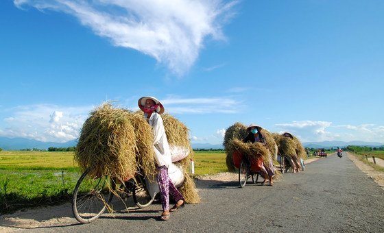 Women farmers in Hua, Vietnam, take their latest rice crop by bike.