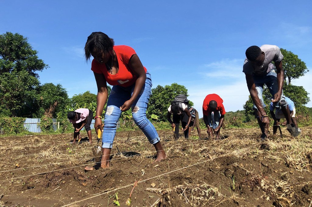 Des membres d'une association agricole à Jérémie, en Haïti, plantent des haircots.