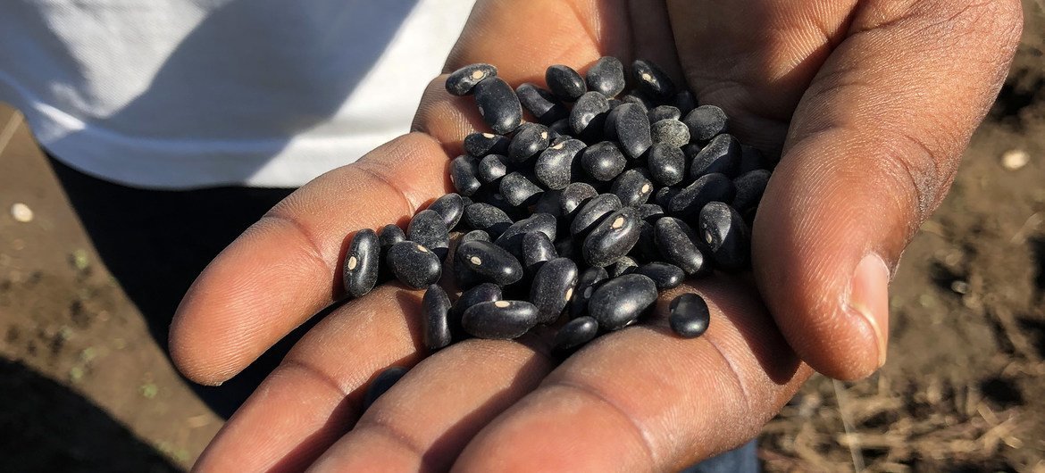 Seed banks in Haiti work to provide farmers with high quality seeds. Seed banks in Haiti work to provide farmers with high quality seeds.