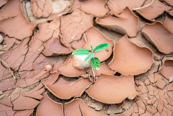 Tierra árida agrietada debido a una grave sequía.