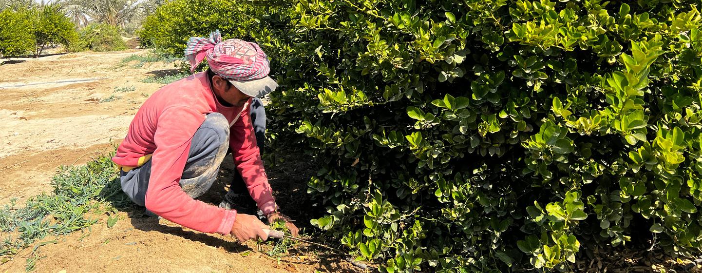 Un agricultor cuida de un limero regado con tecnología inteligente.