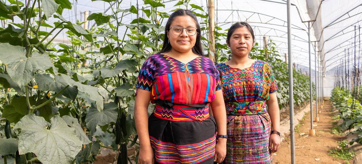 Dos jóvenes agricultoras en un invernadero de producción de verduras en Guatemala.